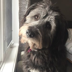 Meet your Posher, Dion